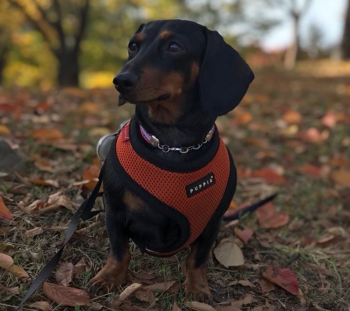 Dachshund Chamggae profile