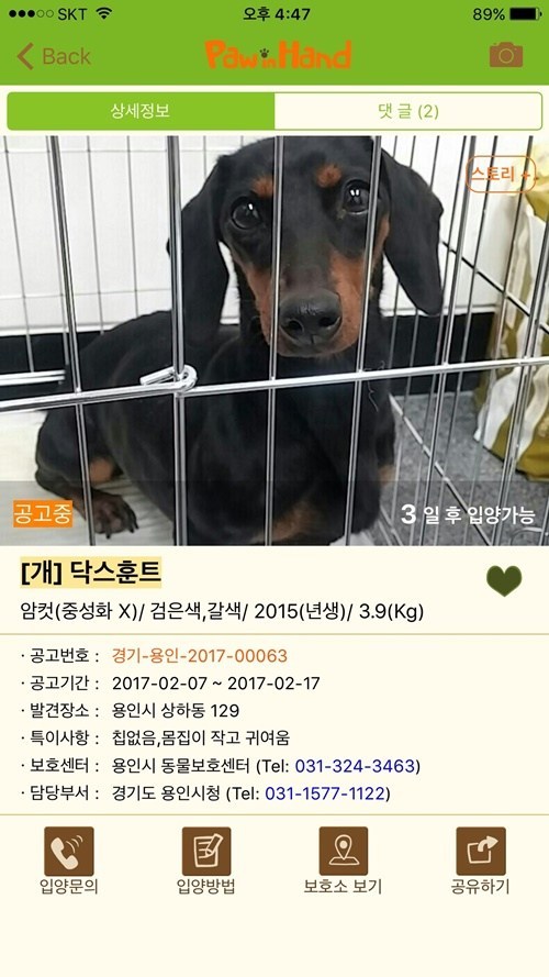 Announcement of adoption of abandoned dog dachshund Chamggae.