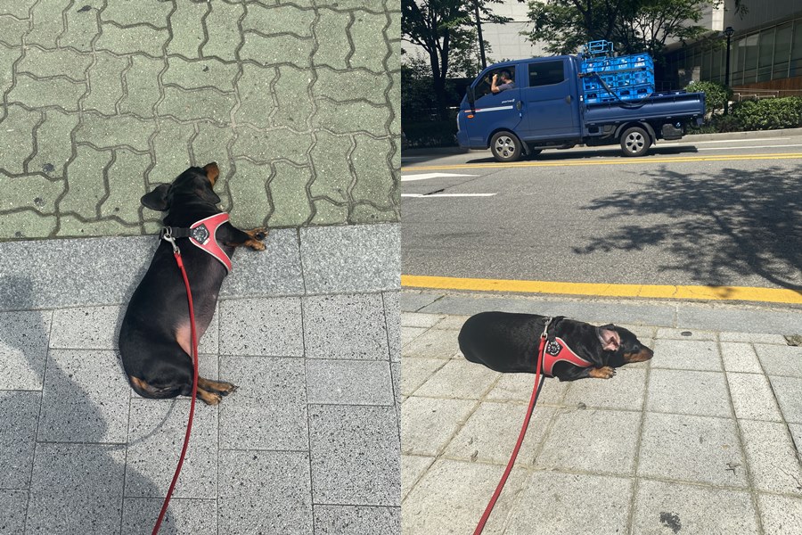 Sunbathing Dog Chamggae