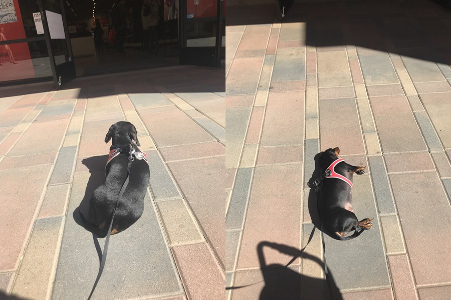 Sunbathing Dog Chamggae