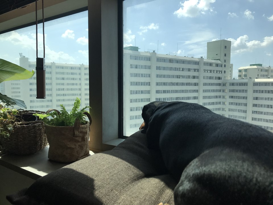 Sunbathing Dog Chamggae
