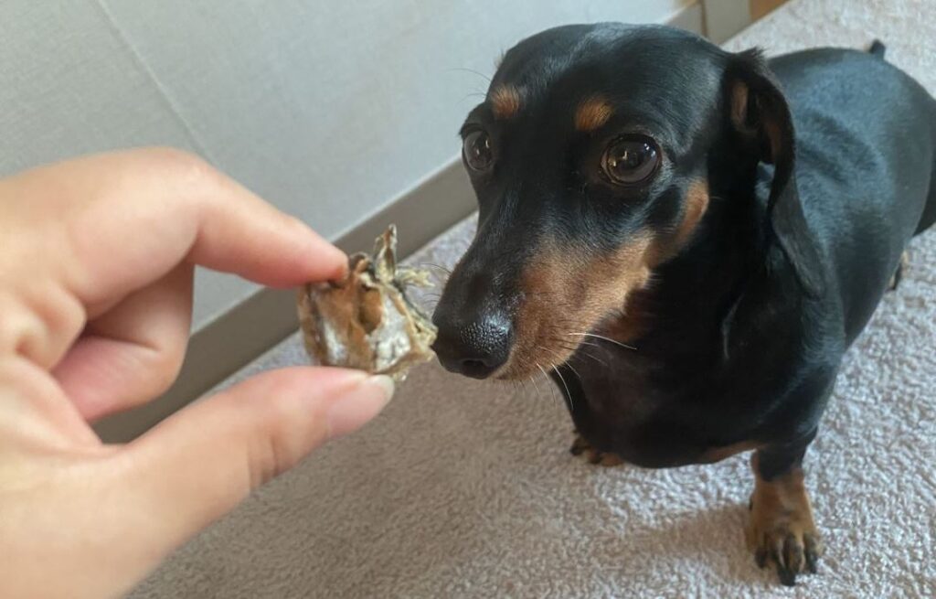 Plato Hundur's Crunch Jerky Minis Dog Treats review