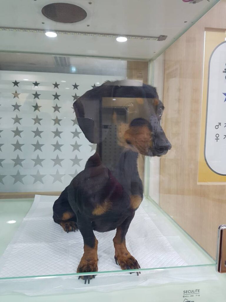 First meeting with abandoned dog Dachshund Chamggae