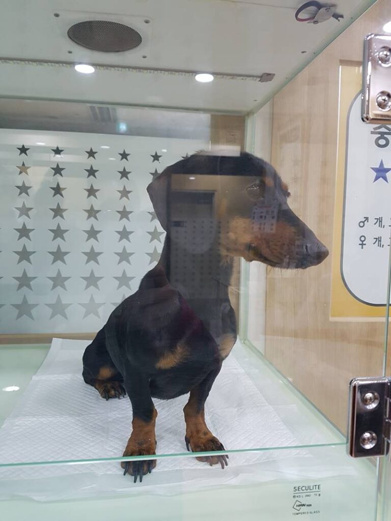 Abandoned dog Dachshund Chamggae adoption story