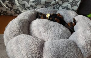 Abandoned dog Dachshund Chamggae adoption story