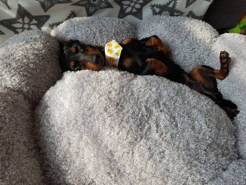 Dachshund Chamggae that we're a family now