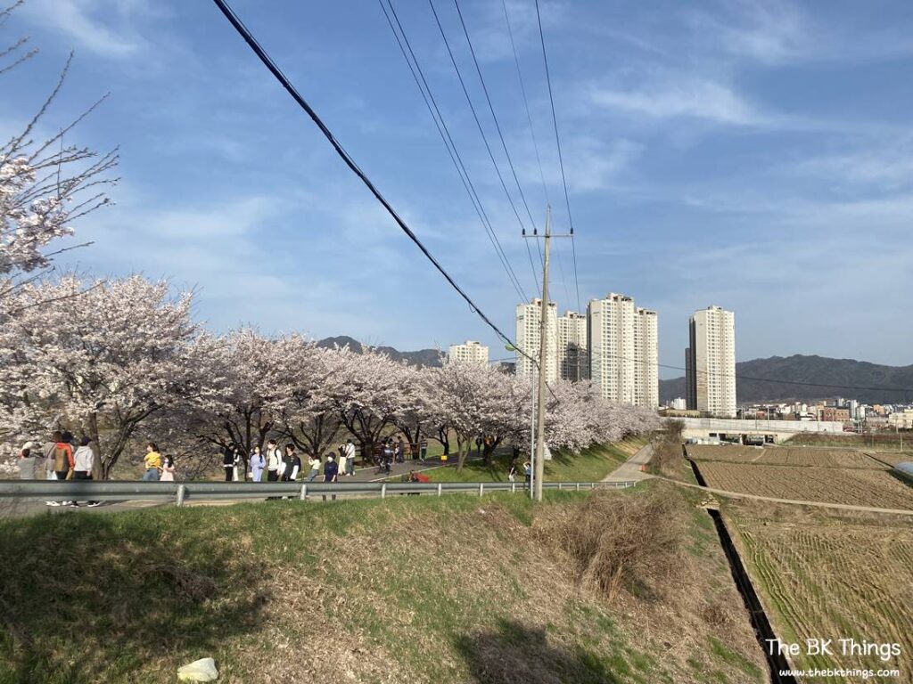 Famous Cherry Blossom Spot of Chungju