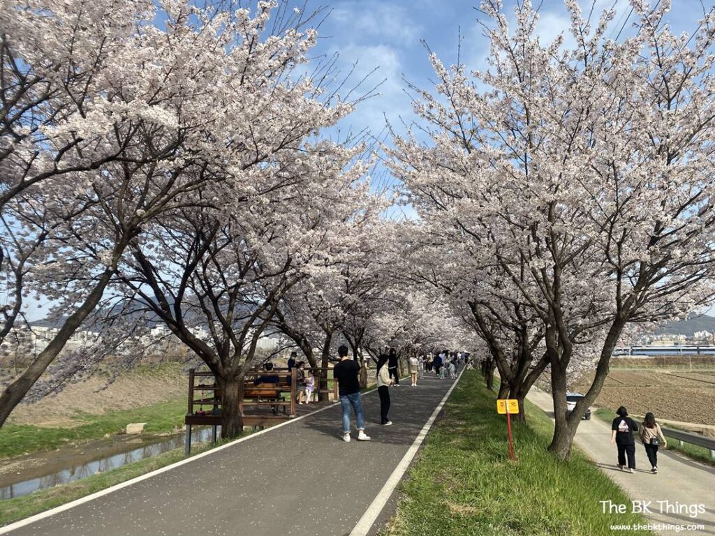 Famous Cherry Blossom Spot of Chungju