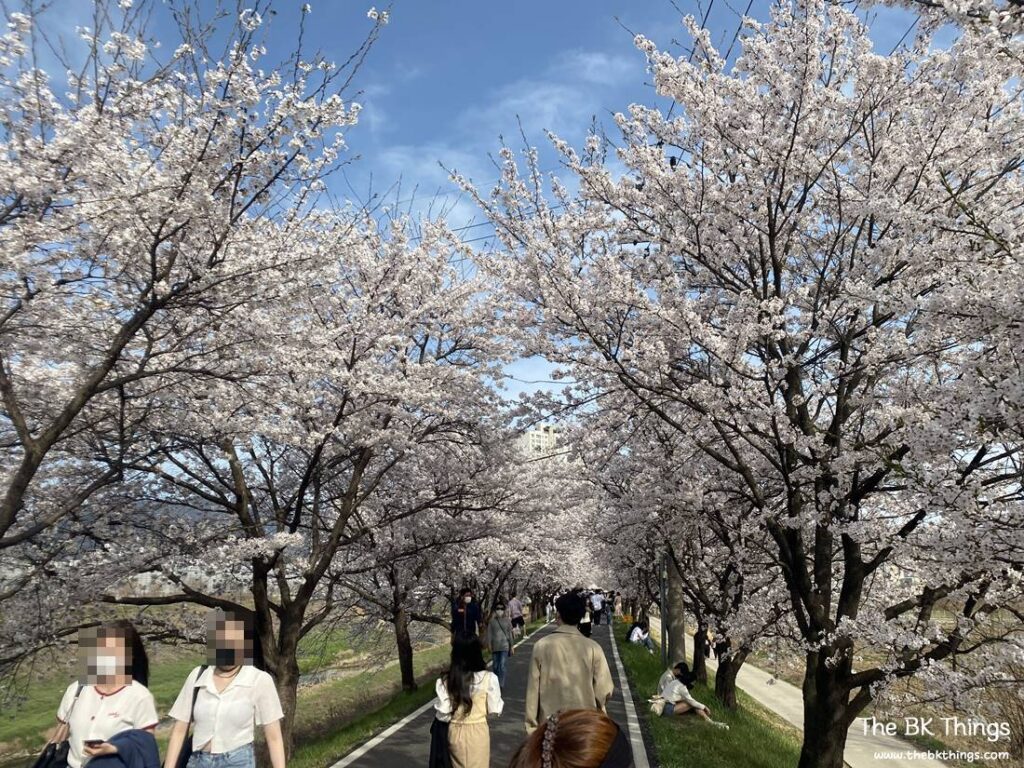 Famous Cherry Blossom Spot of Chungju