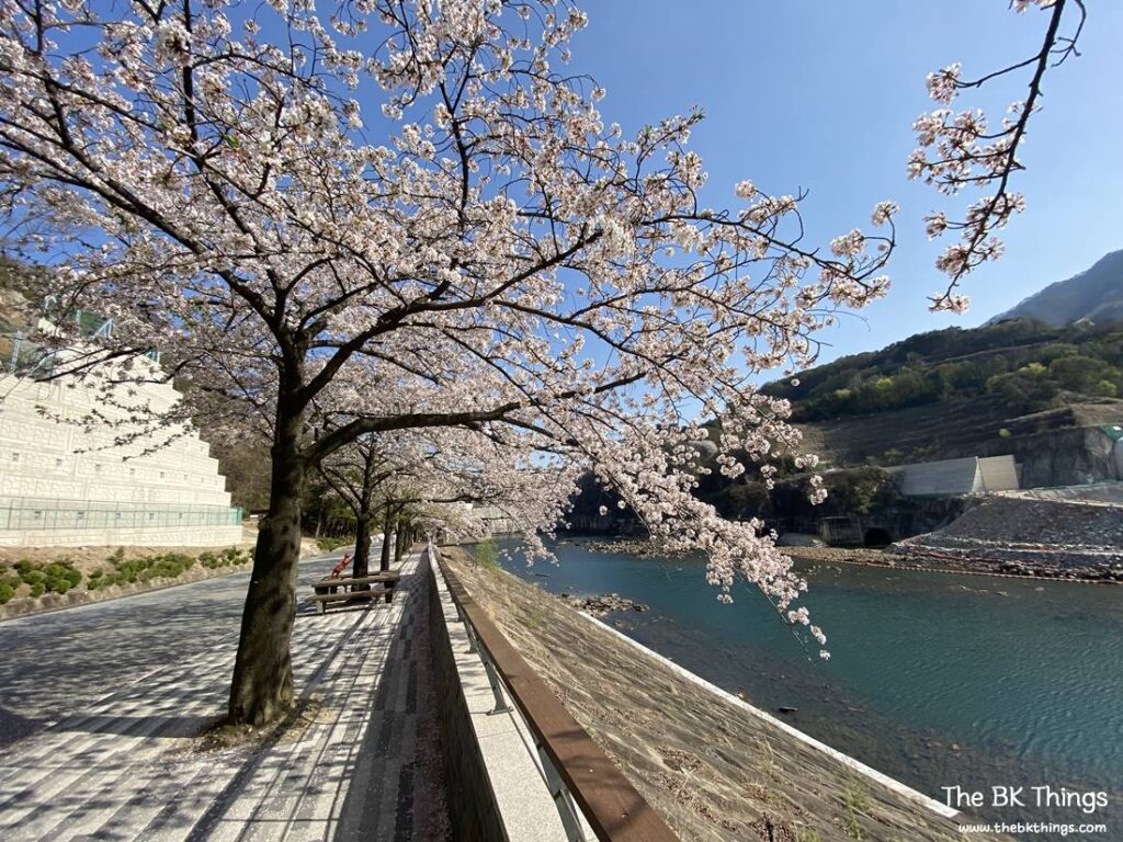 Famous Cherry Blossom Spot of Chungju