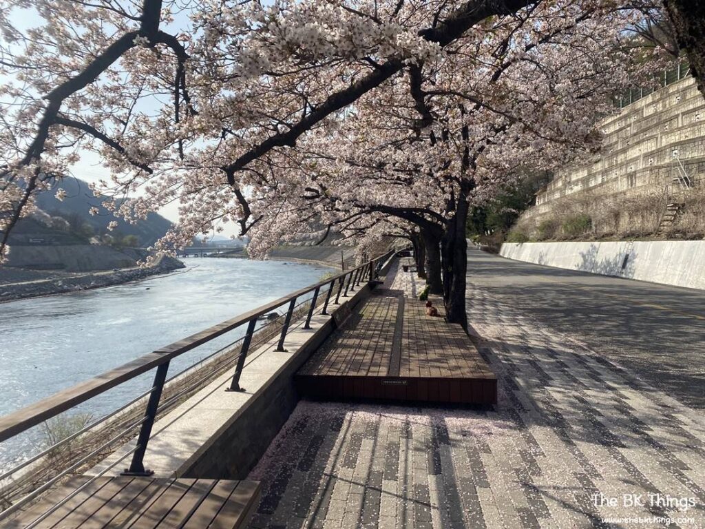 Famous Cherry Blossom Spot of Chungju