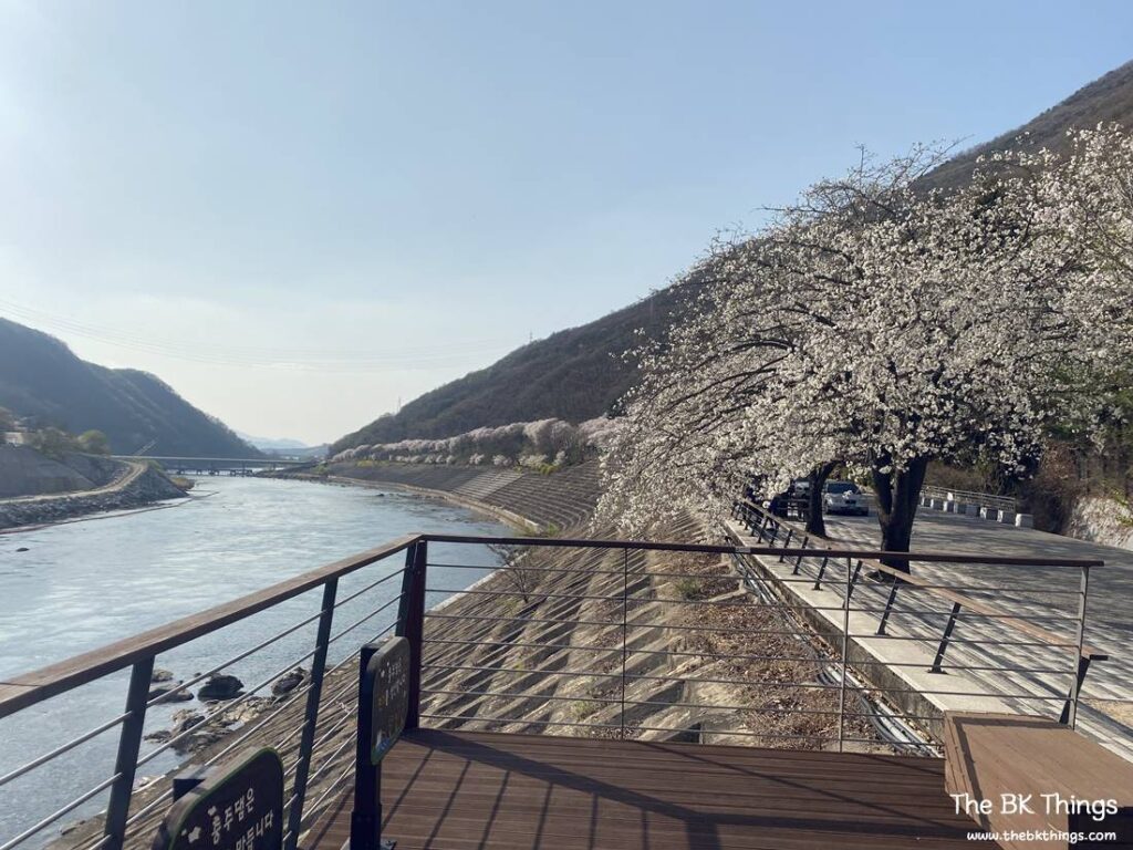 Famous Cherry Blossom Spot of Chungju