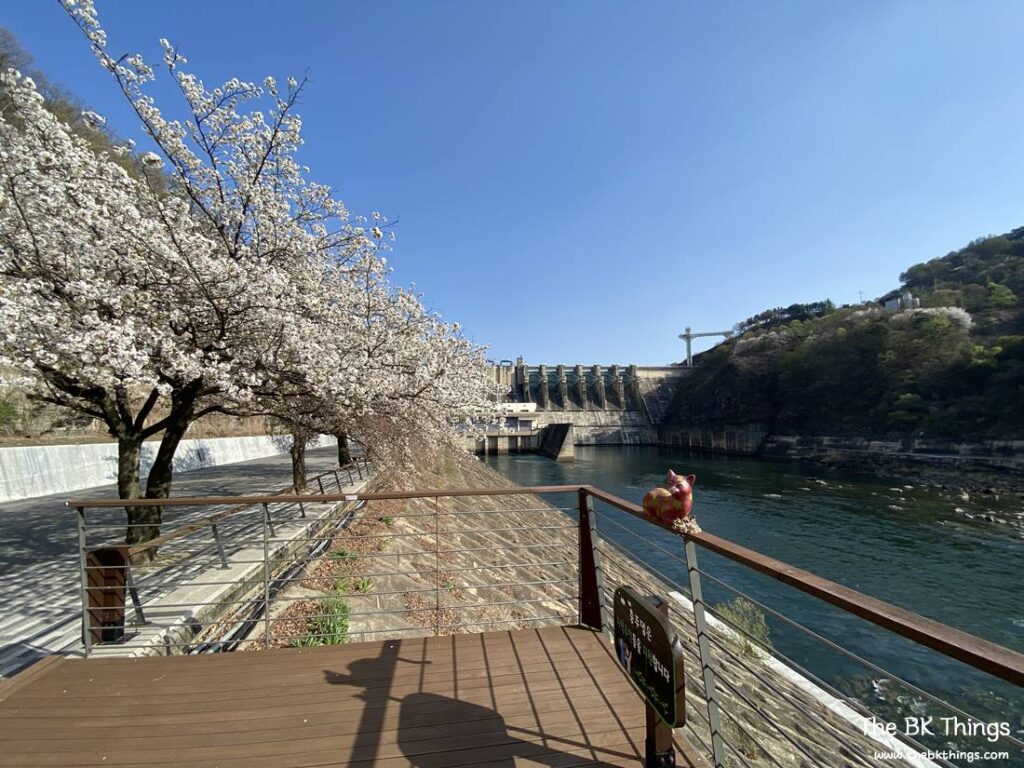 Famous Cherry Blossom Spot of Chungju