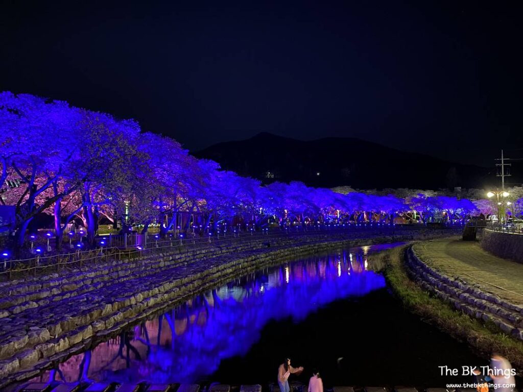 Famous Cherry Blossom Spot of Chungju