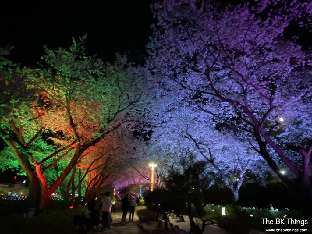 Famous Cherry Blossom Spot of Chungju
