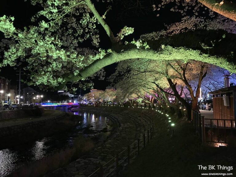 Famous Cherry Blossom Spot of Chungju