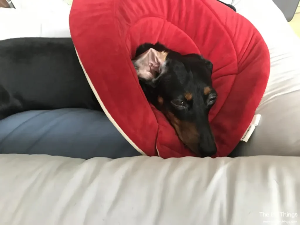 Dachshund wearing a cone after a corneal scratch treatment
