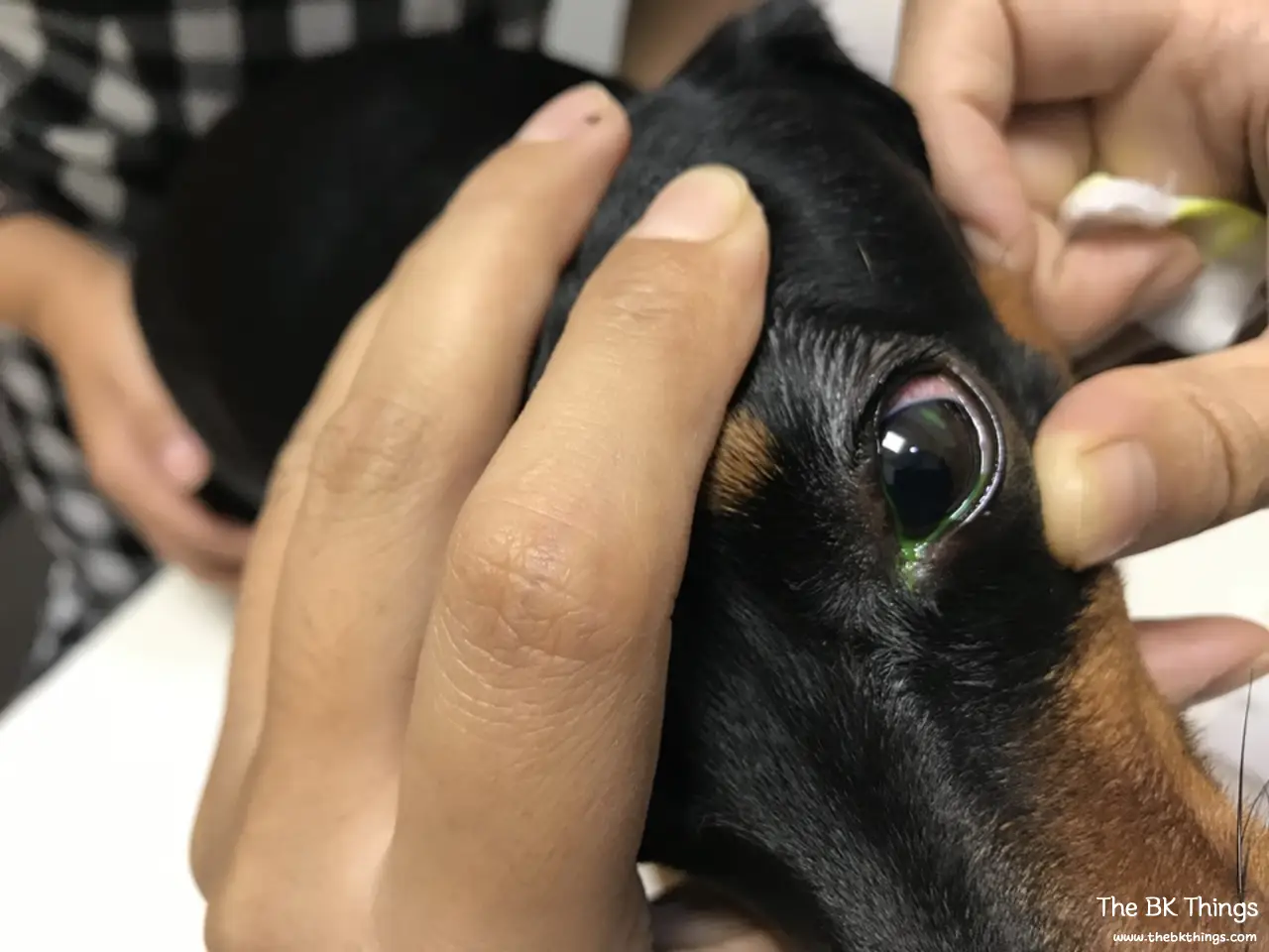 Fluorescein stain test showing a corneal scratch on a dachshund’s eye