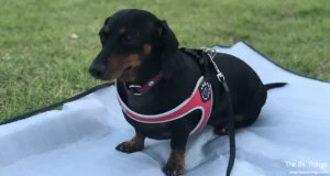 Tre Ponti Easy Fit harness on a Dachshund