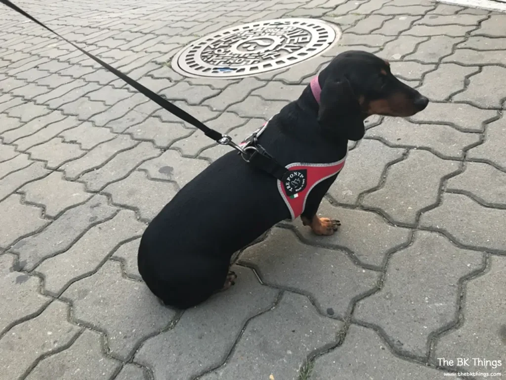 Dachshund wearing a red Tre Ponti harness on a walk
