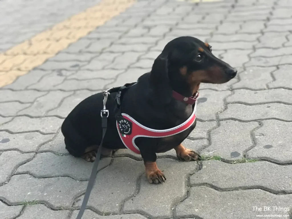 Dachshund sitting in a Tre Ponti harness showing the chest fit