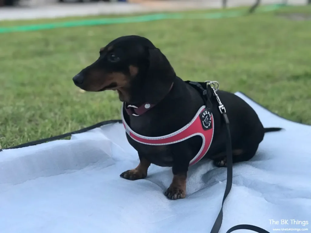 Dachshund wearing a Tre Ponti harness with the top buckle fastened