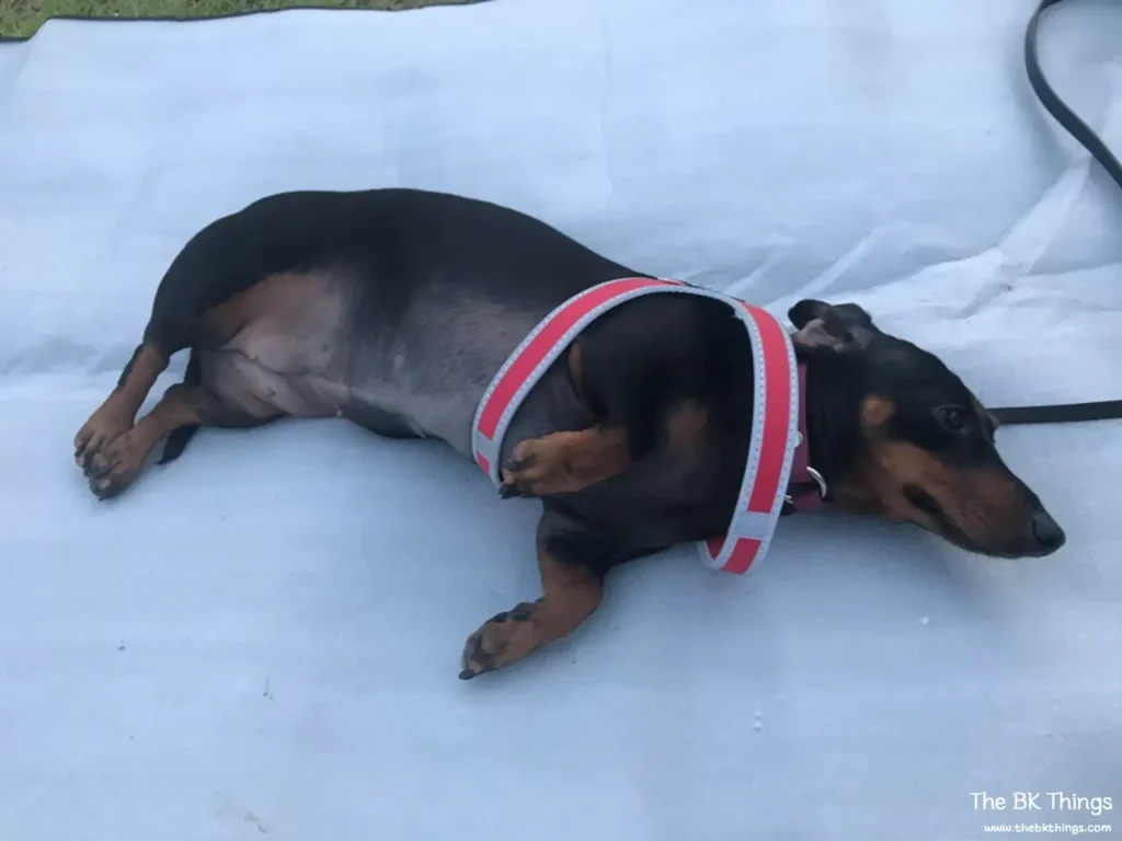Side view of a Dachshund lying down in a Tre Ponti harness