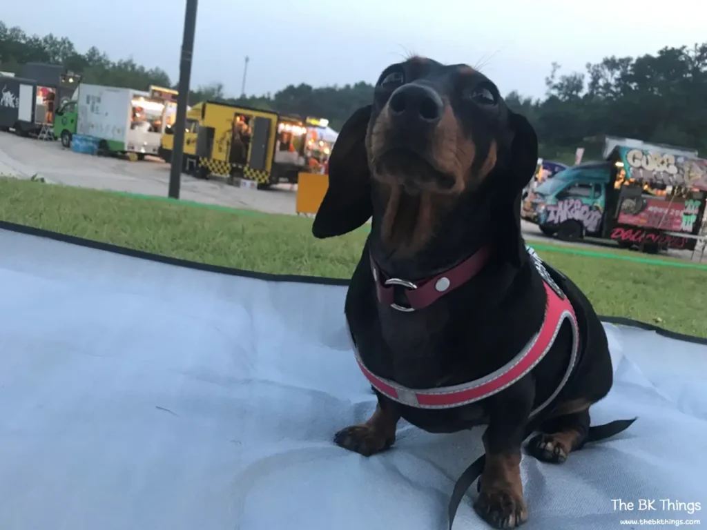 Dachshund in a Tre Ponti harness at dusk with reflective white trim